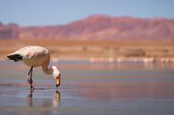 Flamingos in bolivia by Daniël Schonewille thumbnail