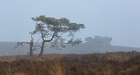 Grove den in de mist. van Rob Christiaans thumbnail