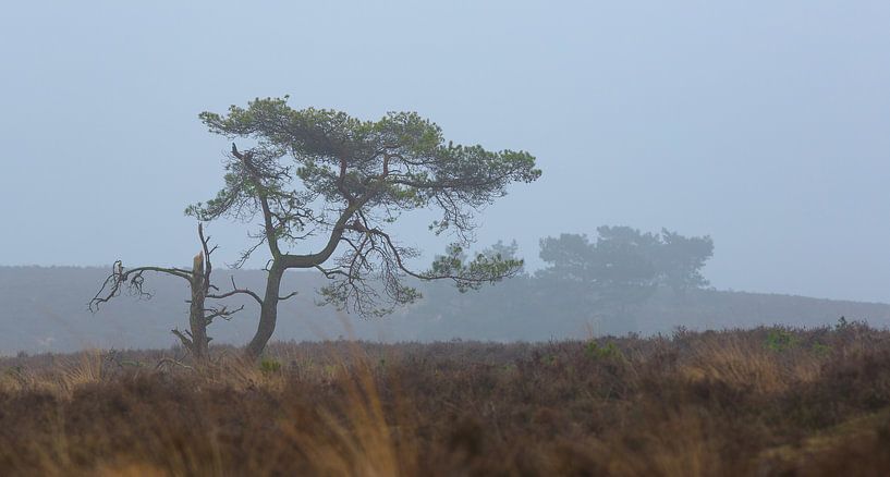 Waldkiefer im Nebel. von Rob Christiaans