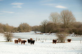 Schottischer Hochlandrind – Winter an der IJssel von SR Blaauw