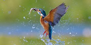 IJsvogel - Spring is in the air! van IJsvogels.nl - Corné van Oosterhout