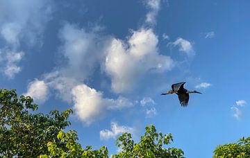 Wild stork flies over the jungle. by Floyd Angenent