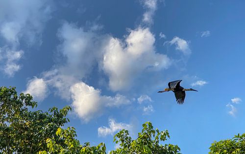 Wild stork flies over the jungle.