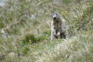 Austrian Murmeltier, Alpenmarmot van Lars Scheve