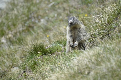 Murmeltier autrichien, Alpenmarmot