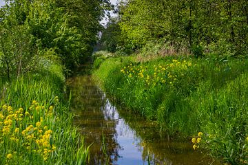 Doorkijkje in de Aalkeet-Buitenpolder (Landschap)