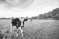 Koe in Nederlands weiland (zwart-wit) van Kaj Hendriks thumbnail