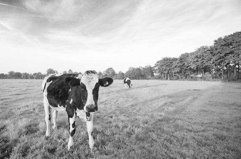 Koe in Nederlands weiland (zwart-wit) van Kaj Hendriks
