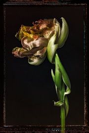 Alte Blumen 13 von Henk Leijen