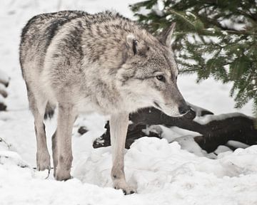Een vrouwelijke wolf sluipt omhoog, gaat rechtdoor, gaat uit onder de kerstboom in het bos. van Michael Semenov