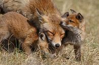 Red fox and her cubs par Menno Schaefer Aperçu
