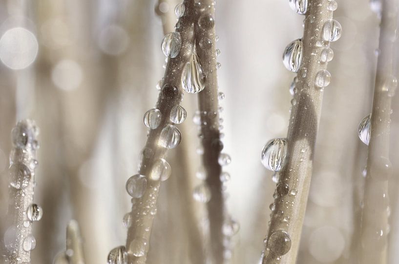 Water drop by Violetta Honkisz