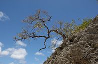 boompje op een rots von Frans Versteden Miniaturansicht