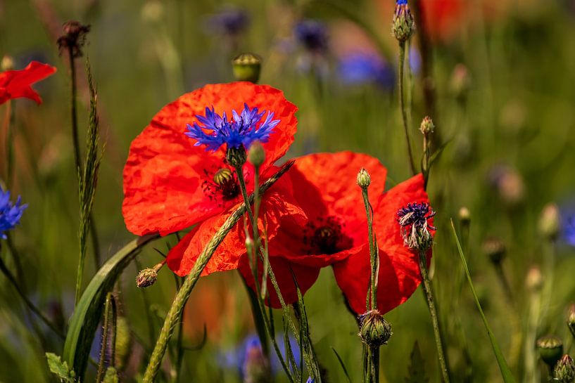 Poppies and cornflowers by Thomas Riess