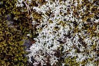 Stilte in Structuur – Zweedse Natuur van Dichtbij Nordic Details 002