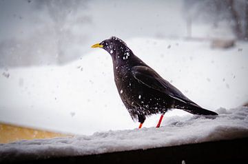Alpine chough in the snow
