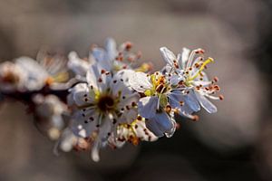 Blüte von Rob Boon