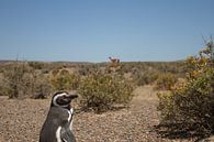 Penguin-Guanaco van BL Photography thumbnail