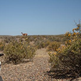 Pingouin-Guanaco sur BL Photography