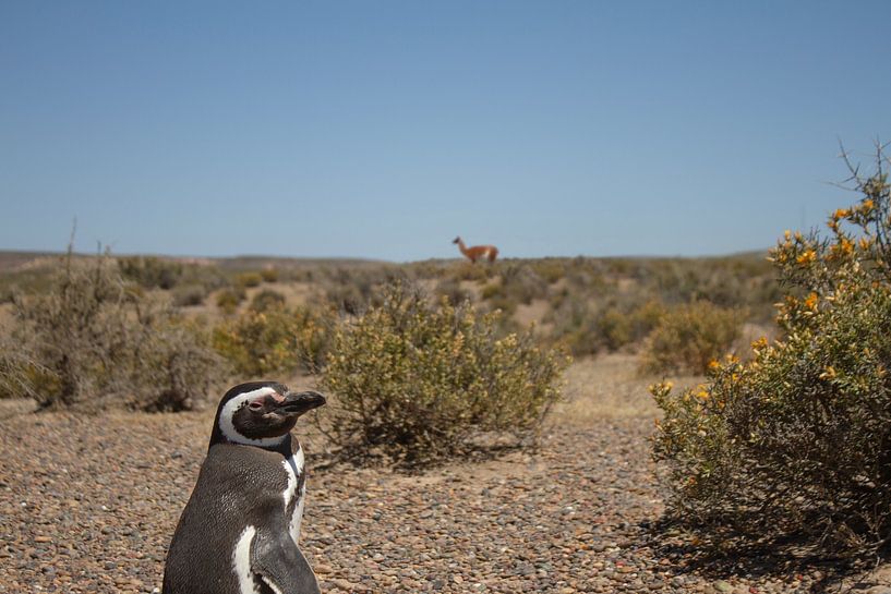 Penguin-Guanaco van BL Photography