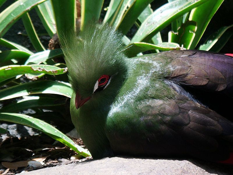 Birdie by Desiree Barents