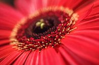Gerbera nr. 2 van Adriano Oliveira thumbnail