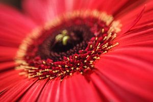 Gerbera no. 2