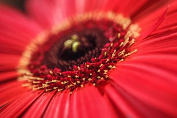 Gerbera no. 2