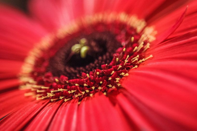 Gerbera nr. 2 van Adriano Oliveira