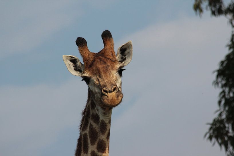 Giraffe close-up von Irene de Moree