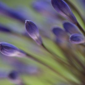 Blaue Blütenknospen von Miranda van Triest