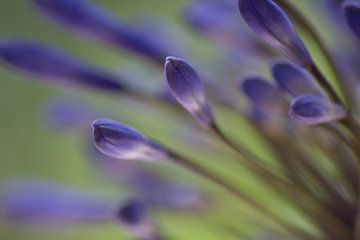 Blauwe bloemknopjes van Miranda van Triest