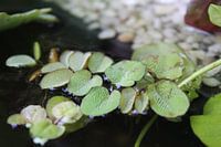 Aquatic plants in terrace pond