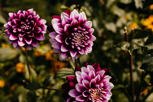 Violette Dahlien „'“