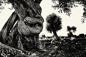 Knoestige olijfboom in Puglia monochroom