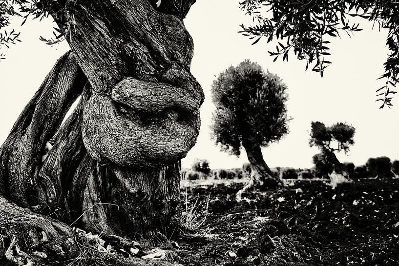 Gnarled olive tree in Puglia monochrome by Marco Rutten