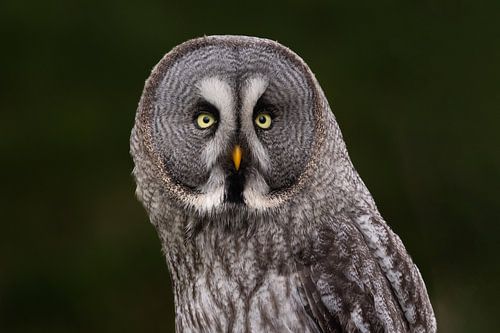 close-up van een laplanduil.