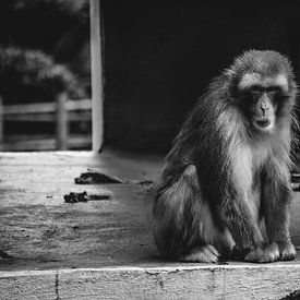 The Angry Macaque by Wouter Kramer