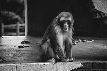 Der wütende Makake