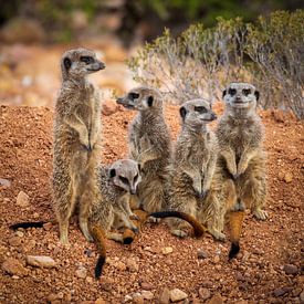 Suricate sur Antwan Janssen