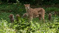 Gepard oder Geparden: Königlicher Bürgerzoo von Loek Lobel Miniaturansicht