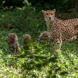 Guépard ou guépard : Zoo royal des citoyens sur Loek Lobel
