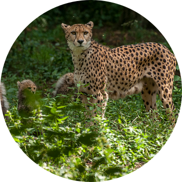 Jachtluipaard of Cheeta's : Koninklijke Burgers' Zoo van Loek Lobel