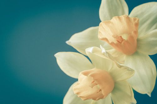 Narzissen im Frühling