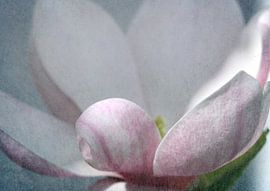 Magnolie3 von Roswitha Lorz