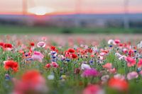 bloemenweide