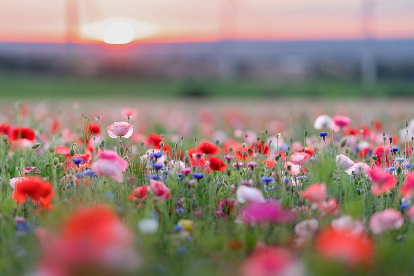 Blumenwiese von Sabine Böke-Bergau