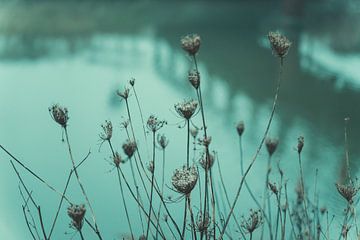 Oude Bloemen