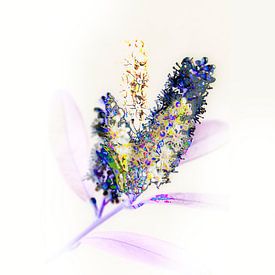 subtle flower #02 by Peter Baak