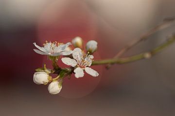 Süße Blüte (japanischer Stil) von Birgitte Bergman